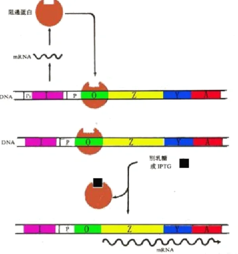 医药中间体生产：从实验室到生产线的高效转化