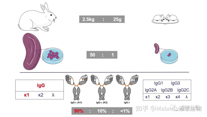 医药中间体：从原料到成品，那些看不见的幕后英雄